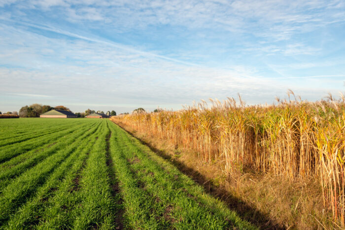 Miskant – trudna roślina przyszłością OZE?