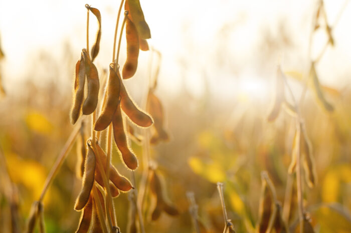Myślisz o uprawie soi? Sprawdź, co radzi doświadczony rolnik